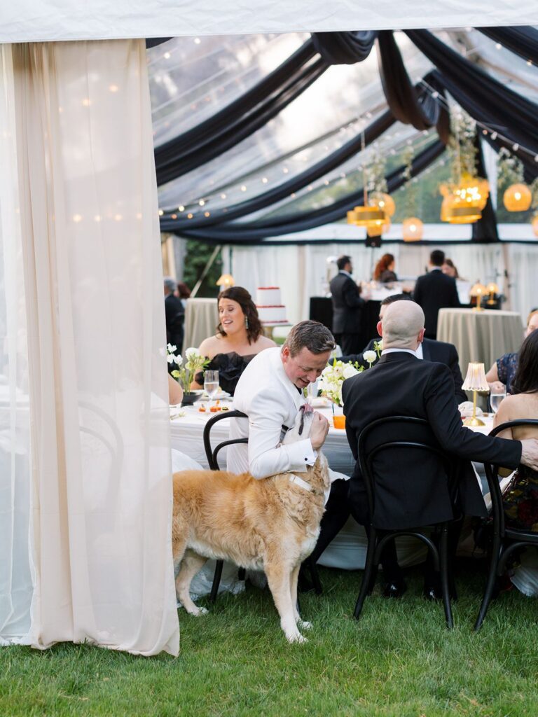 Groom with dog at wedding