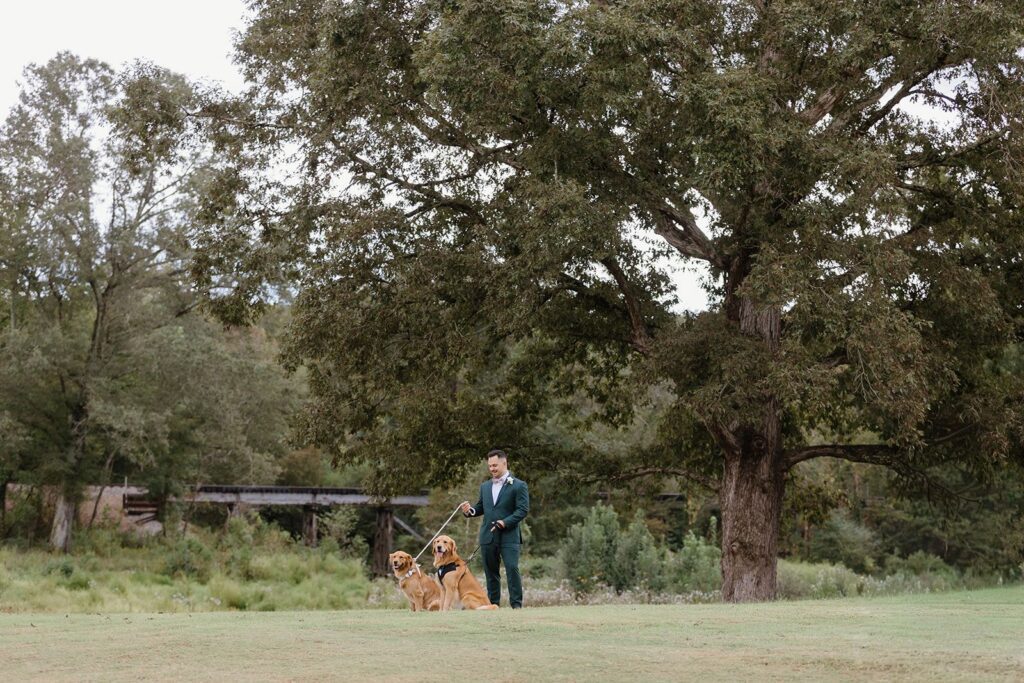 Dogs at the oak tree at Donovan Manor
